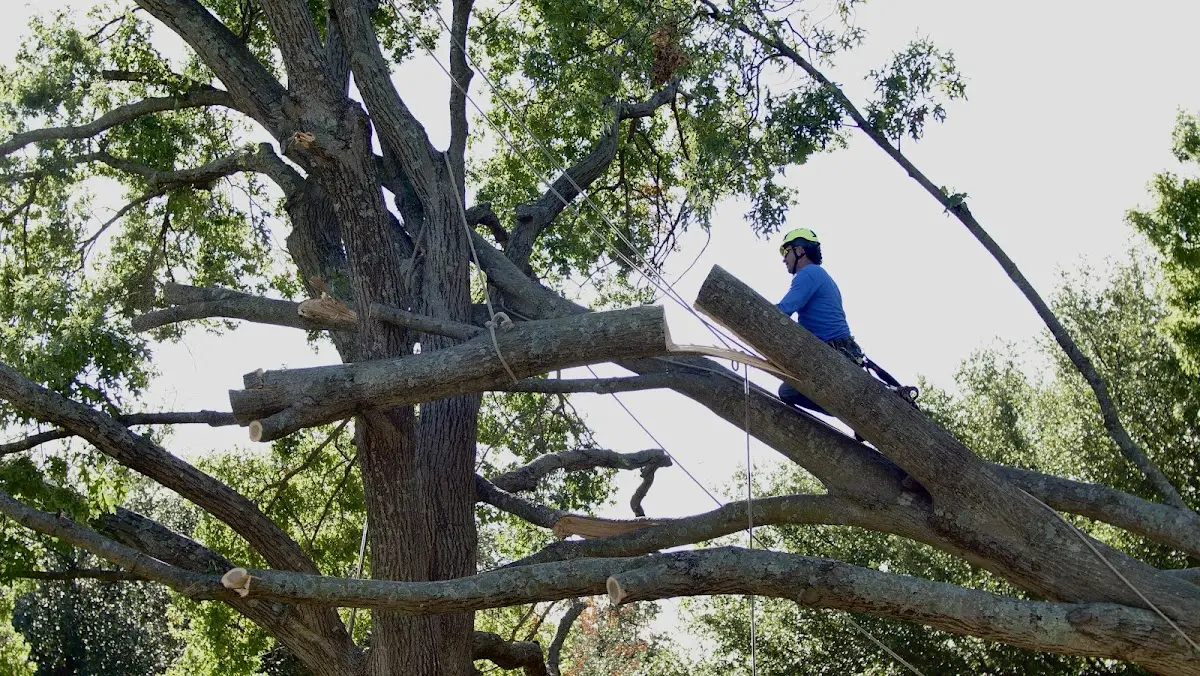 Professional Crown Thinning performed by certified arborists in Rail Road Flat